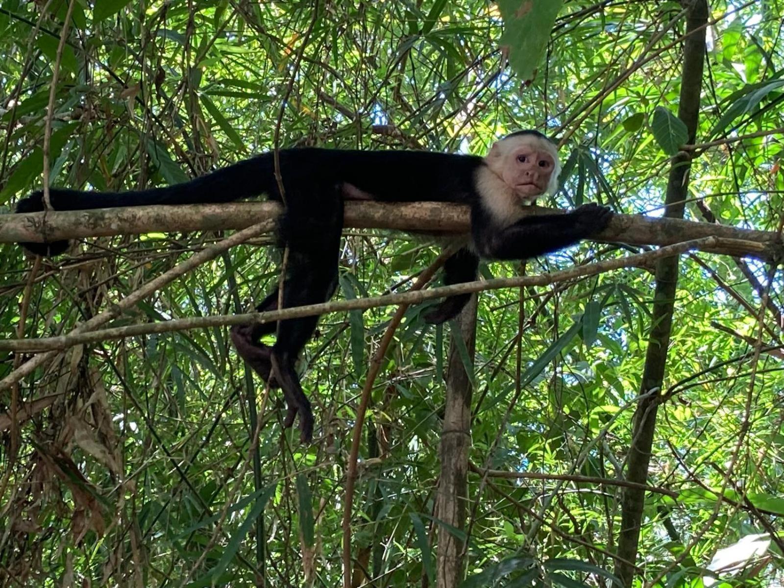 Corcovado & Drake Inn Драке Экстерьер фото