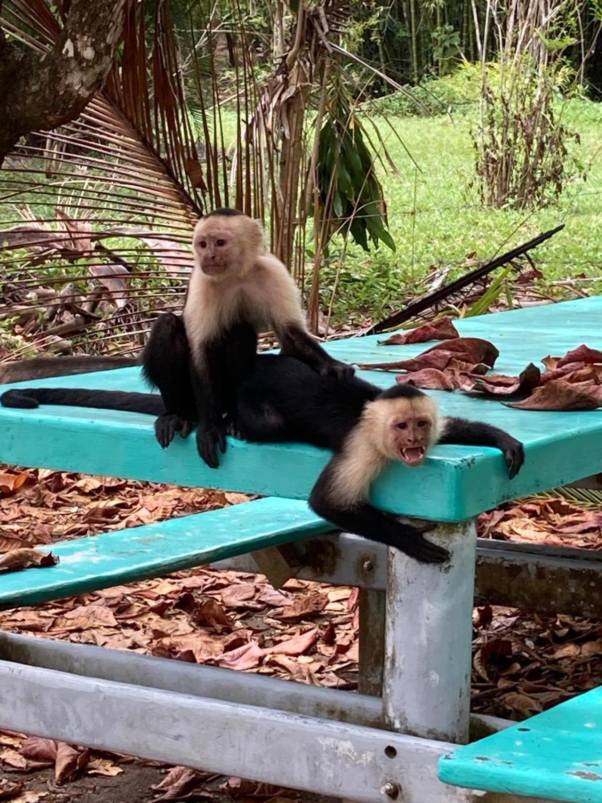 Corcovado & Drake Inn Драке Экстерьер фото